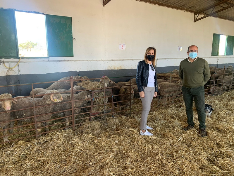 La Diputación de Cáceres adjudica 184 ejemplares de Merino Precoz a 29 ganaderos de la provincia