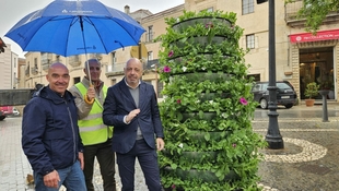 El Ayuntamiento de Cáceres instala cuatro torres florales en la Plaza de San Juan y en la calle San Pedro