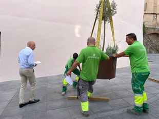 El Ayuntamiento de Cáceres incorpora nuevos maceteros con especies ornamentales para embellecer la ciudad