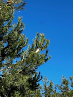 El Ayuntamiento de Cáceres mantiene a raya a la procesionaria